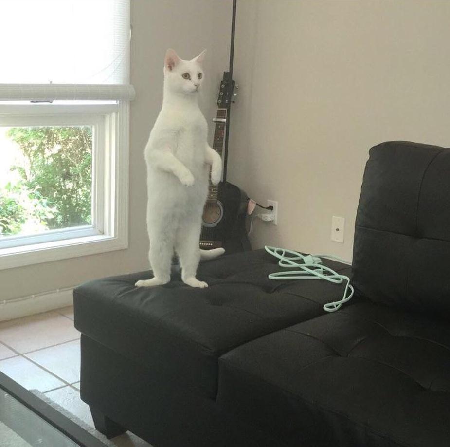 10+ Photos of Cat Standing on Two legs 3