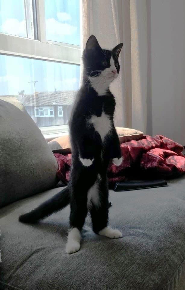10+ Photos of Cat Standing on Two legs 4