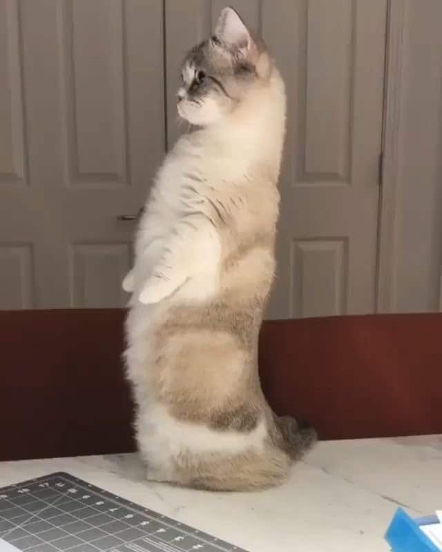 10+ Photos of Cat Standing on Two legs 6