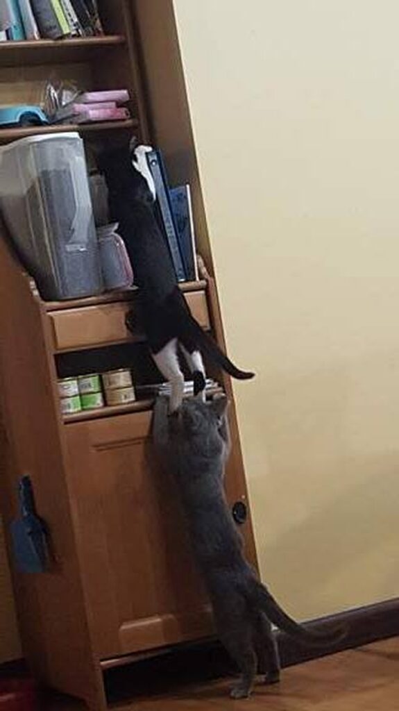 10+ Photos of Cat Standing on Two legs 7