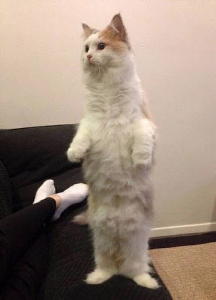10+ Photos of Cat Standing on Two legs 8