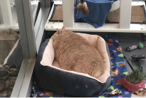 33-pound shelter cat finds the perfect family to love him 1