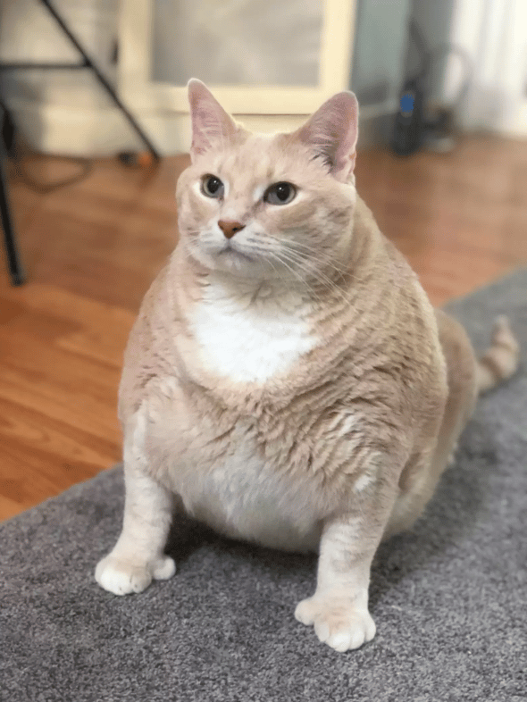 33-pound shelter cat finds the perfect family to love him 2