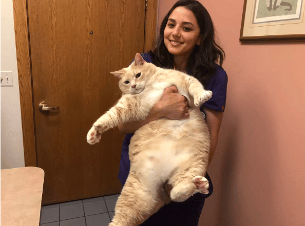 33-pound shelter cat finds the perfect family to love him 3