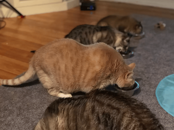 33-pound shelter cat finds the perfect family to love him 5