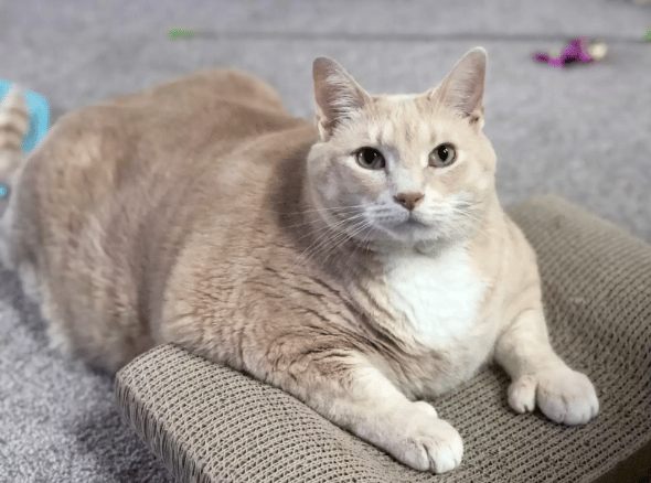 33-pound shelter cat finds the perfect family to love him 6