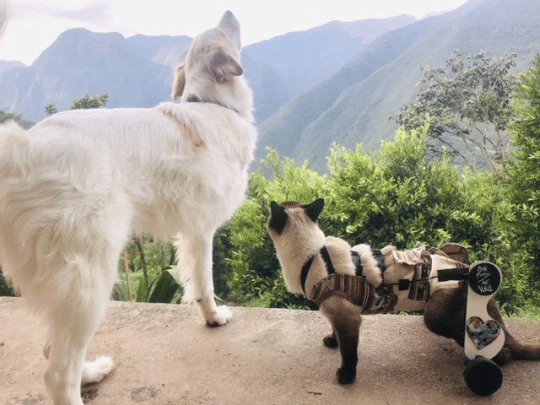 A Cat In A Wheelchair And A Three-Legged Dog Are Best Friends 1
