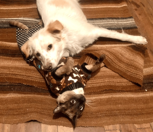 A Cat In A Wheelchair And A Three-Legged Dog Are Best Friends 2