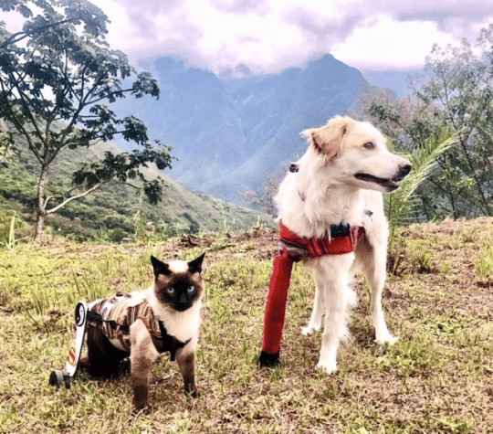 A Cat In A Wheelchair And A Three-Legged Dog Are Best Friends 3