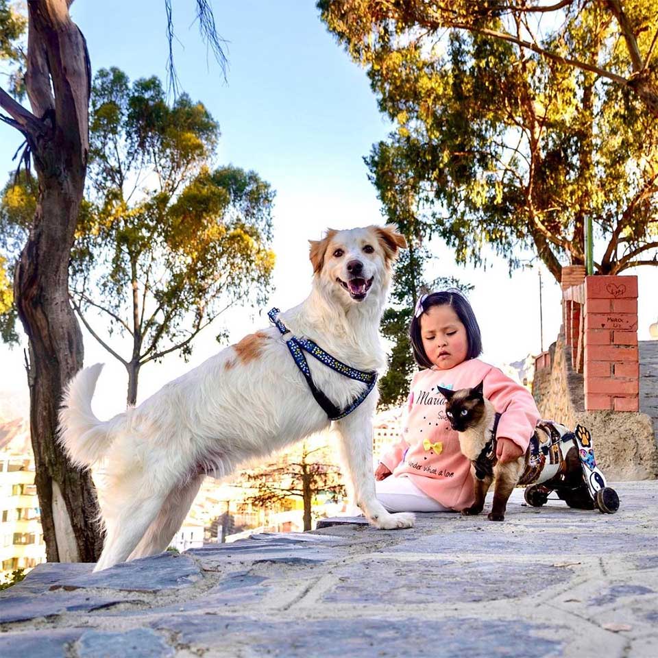 A Cat In A Wheelchair And A Three-Legged Dog Are Best Friends 4