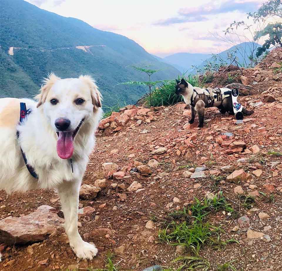 A Cat In A Wheelchair And A Three-Legged Dog Are Best Friends 5