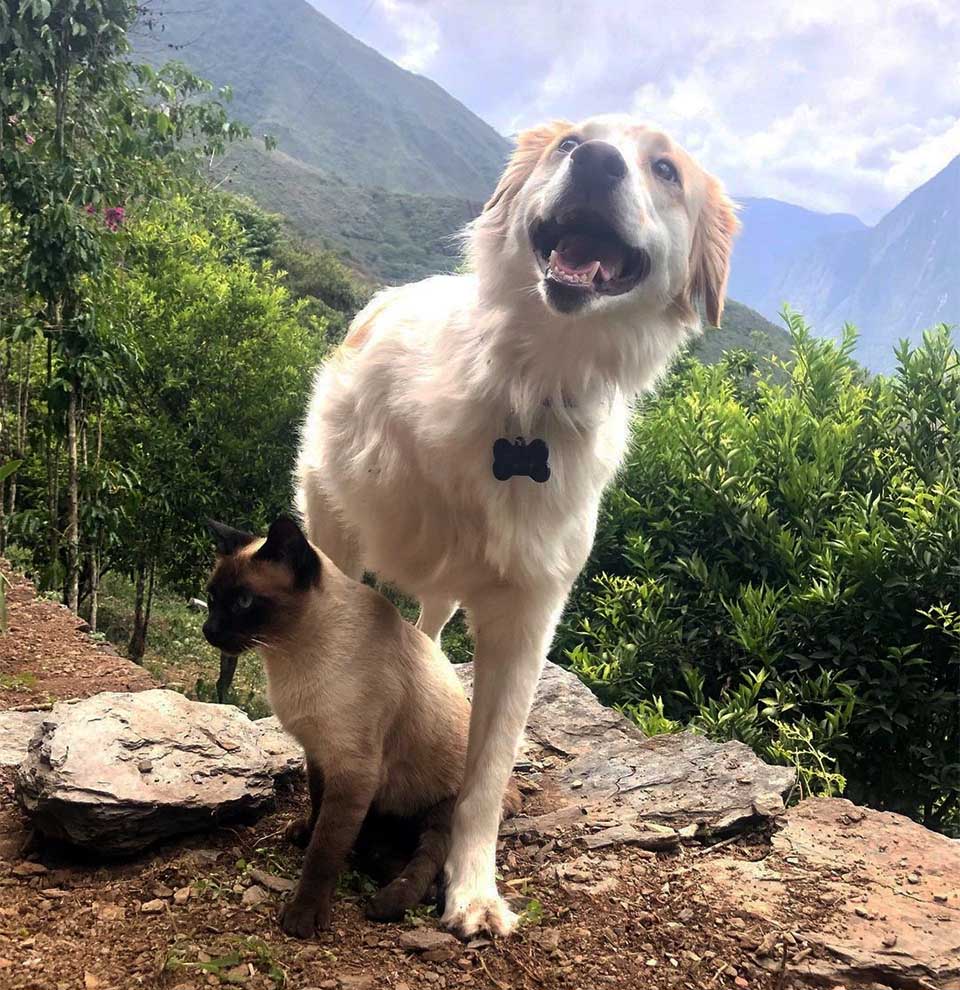 A Cat In A Wheelchair And A Three-Legged Dog Are Best Friends 6