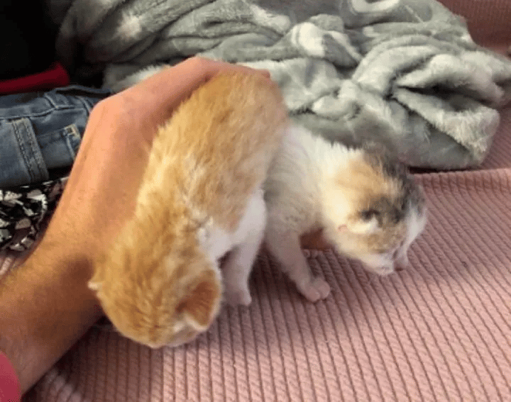 A Kind Couple Changes the Lives of Kittens Left in a Parking Lot 1