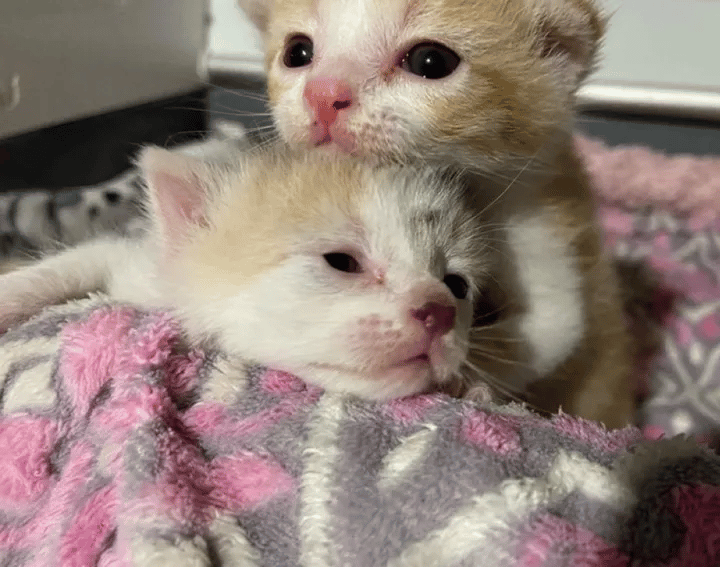 A Kind Couple Changes the Lives of Kittens Left in a Parking Lot 2