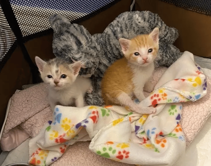 A Kind Couple Changes the Lives of Kittens Left in a Parking Lot 4