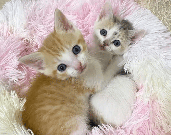 A Kind Couple Changes the Lives of Kittens Left in a Parking Lot 5