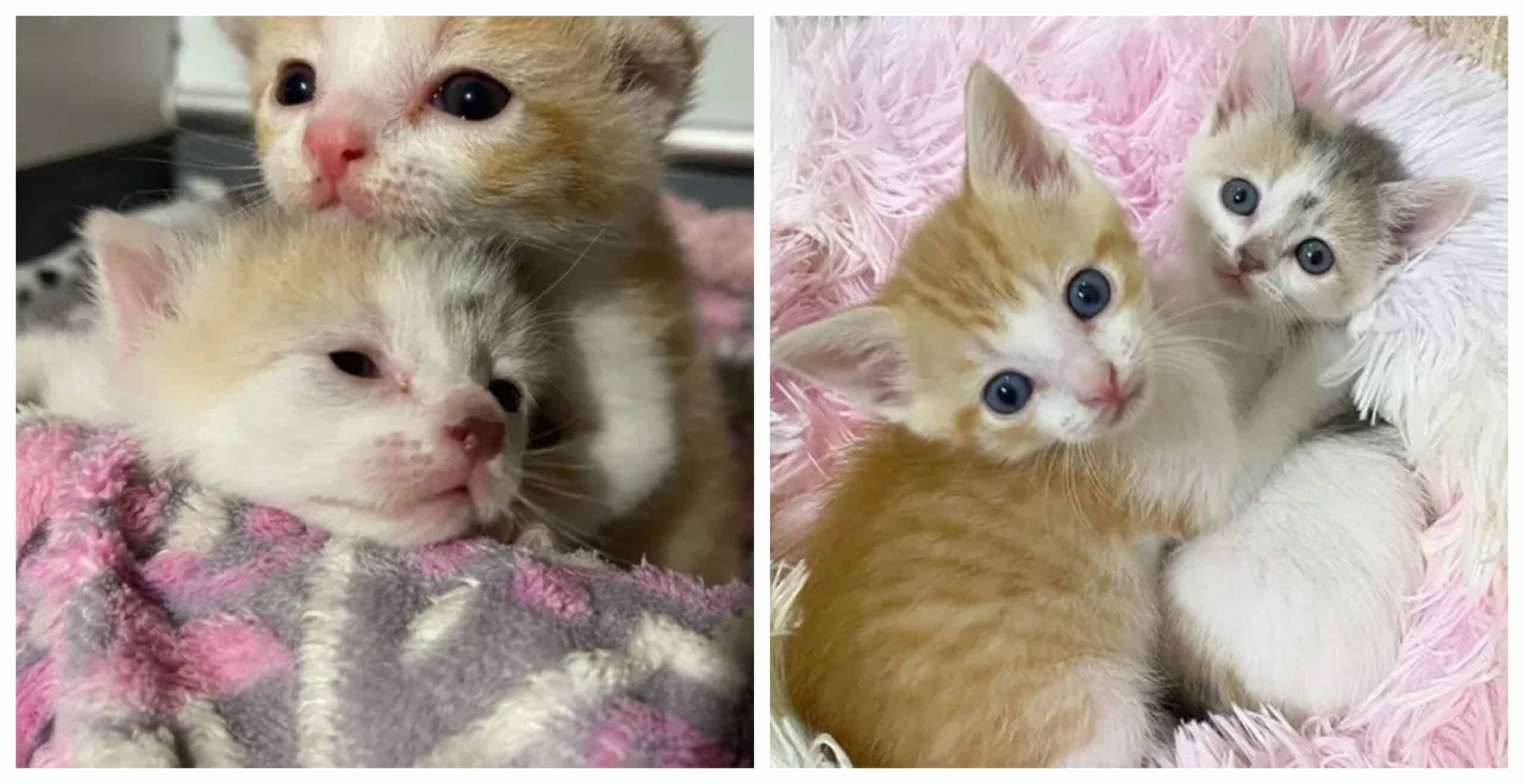 A Kind Couple Changes the Lives of Kittens Left in a Parking Lot