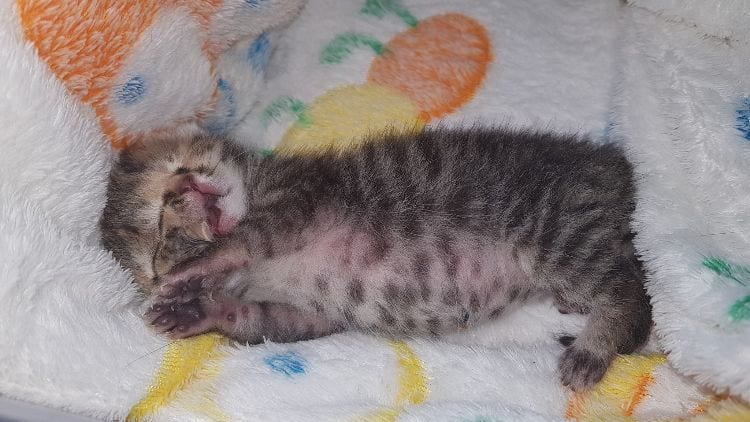 A Two-Faced Kitten Survives Against All Odds 1
