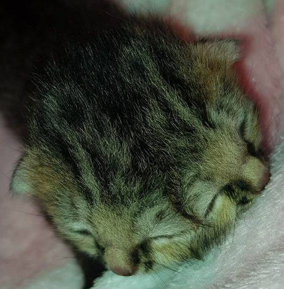 A Two-Faced Kitten Survives Against All Odds 2