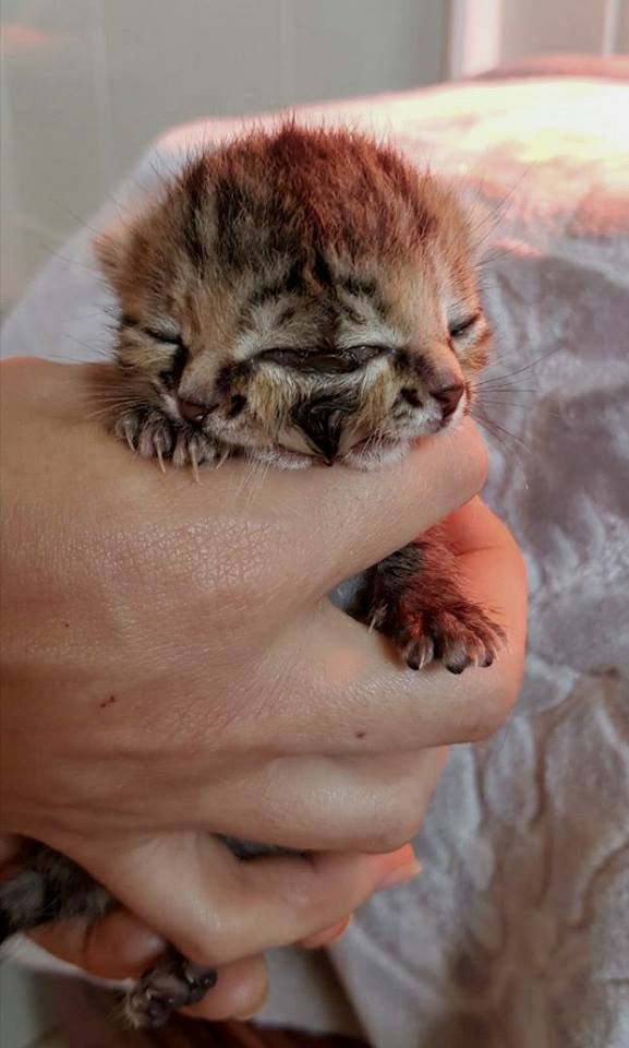 A Two-Faced Kitten Survives Against All Odds 3