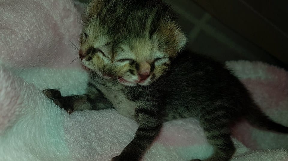 A Two-Faced Kitten Survives Against All Odds 4