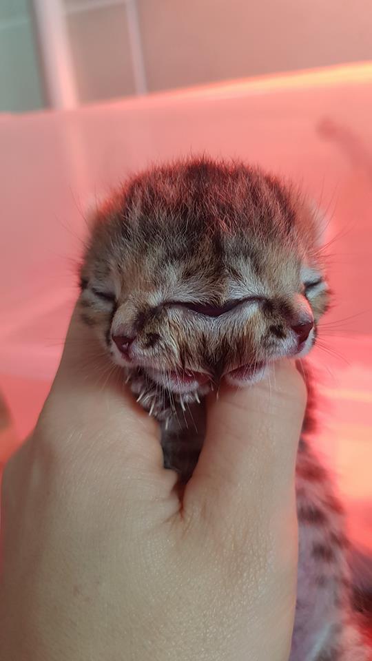 A Two-Faced Kitten Survives Against All Odds 5