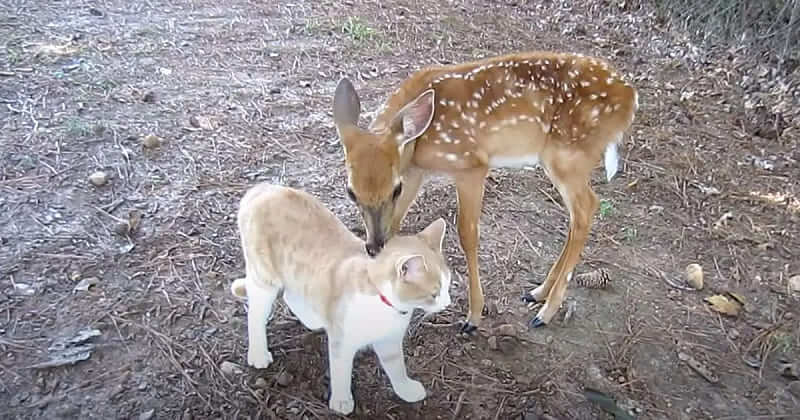 A brave and friendly cat makes friends with wild Deer