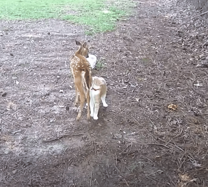 A brave and friendly cat makes friends with wild Deer 2