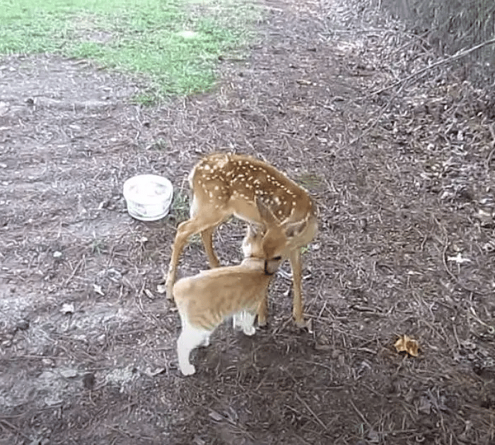 A brave and friendly cat makes friends with wild Deer 3