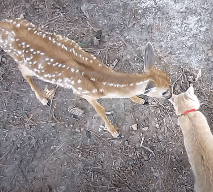 A brave and friendly cat makes friends with wild Deer 4