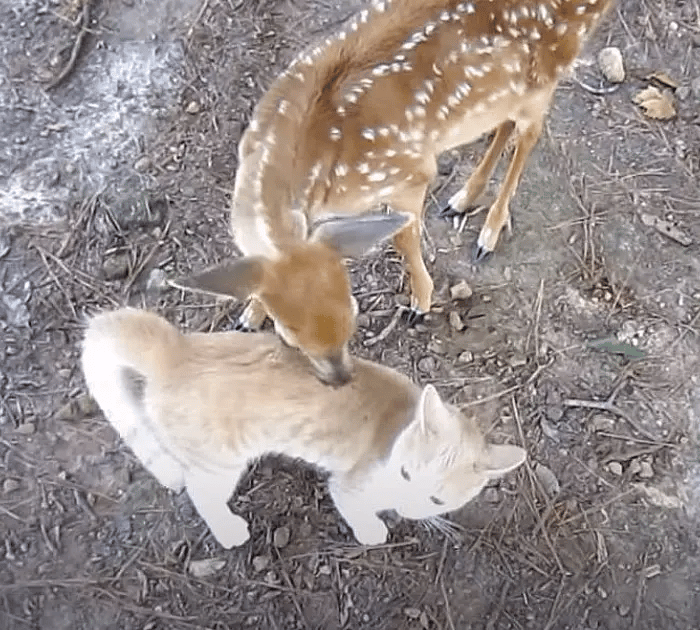 A brave and friendly cat makes friends with wild Deer 5
