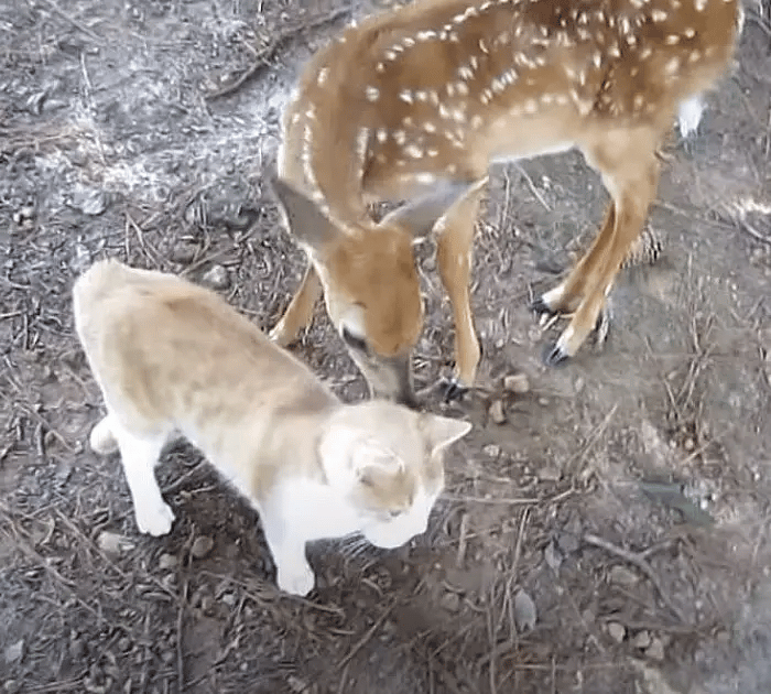 A brave and friendly cat makes friends with wild Deer 6