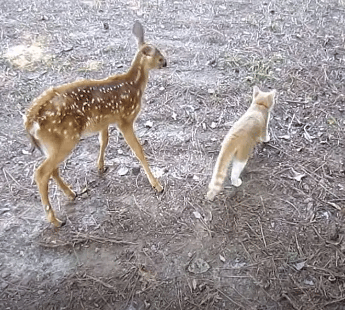 A brave and friendly cat makes friends with wild Deer 7