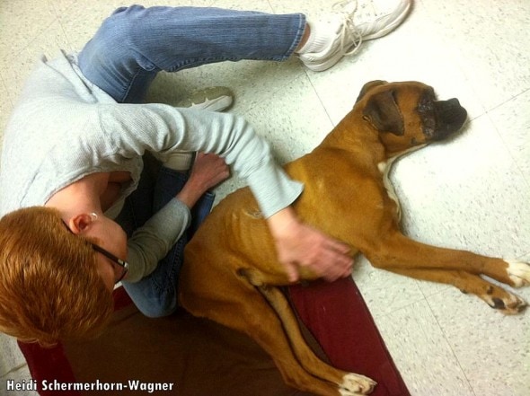 A cancer dog is comforted and helped to recover by this cat 1