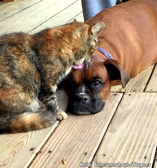 A cancer dog is comforted and helped to recover by this cat 2