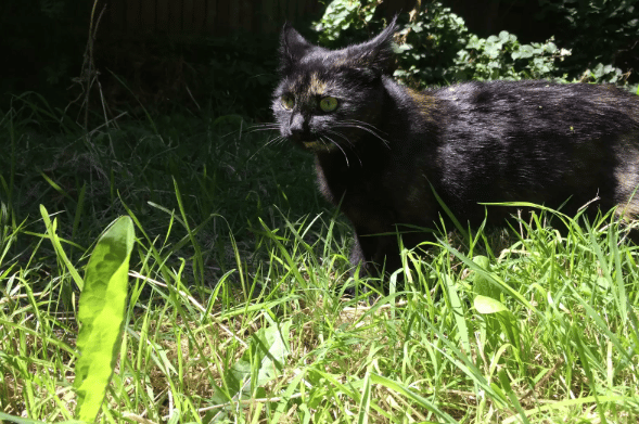 A cat looks for a giant leaf every morning to give to her owner 1