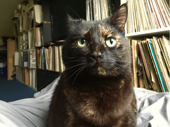 A cat looks for a giant leaf every morning to give to her owner 2