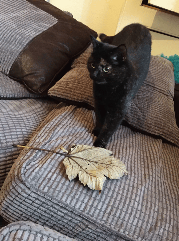 A cat looks for a giant leaf every morning to give to her owner 5