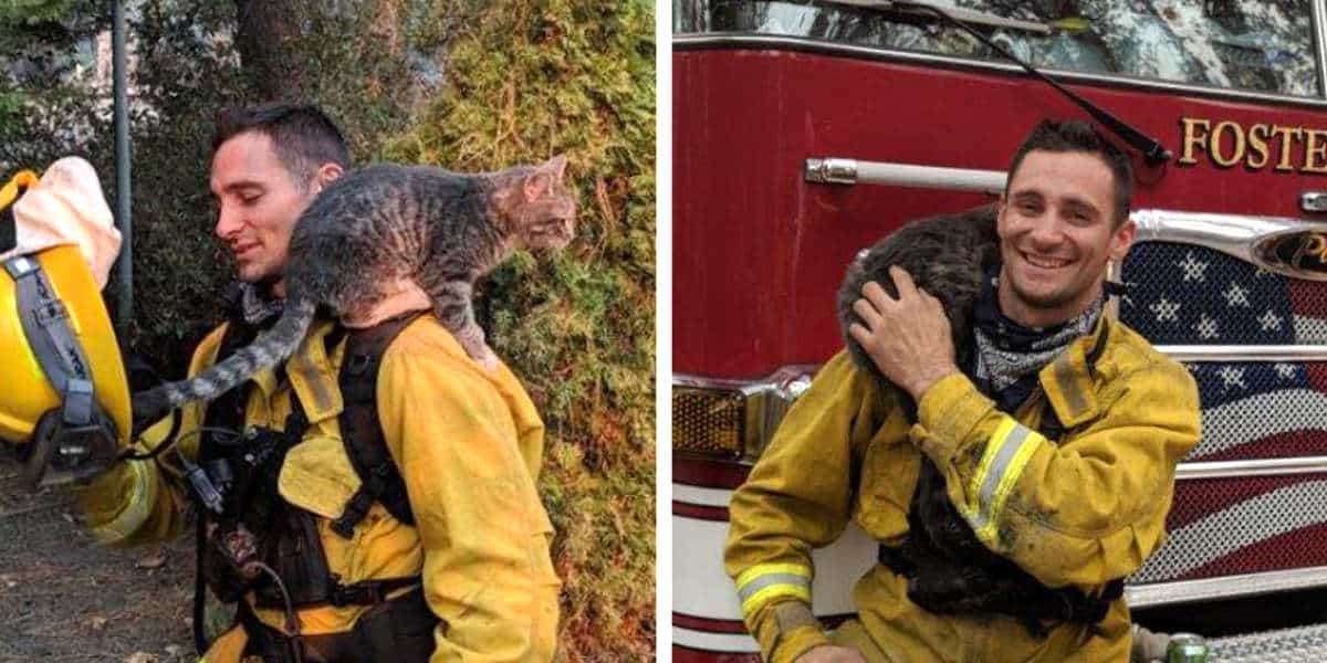 A cat rescued from a wildfire becomes quick friend of the man who saved him 1