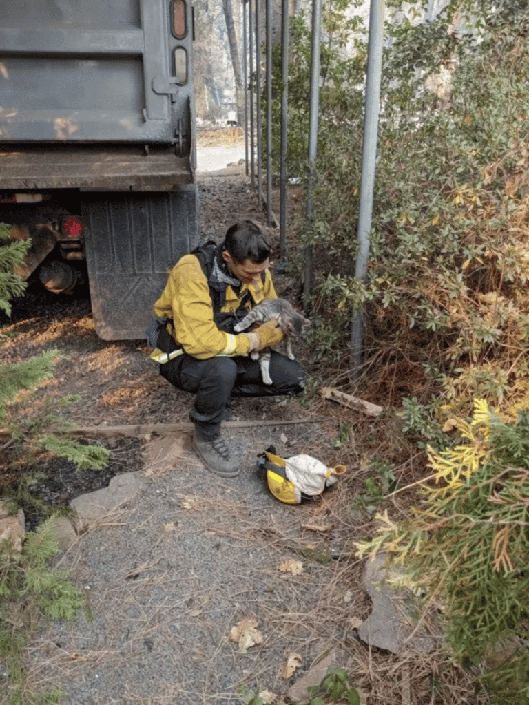 A cat rescued from a wildfire becomes quick friend of the man who saved him 2