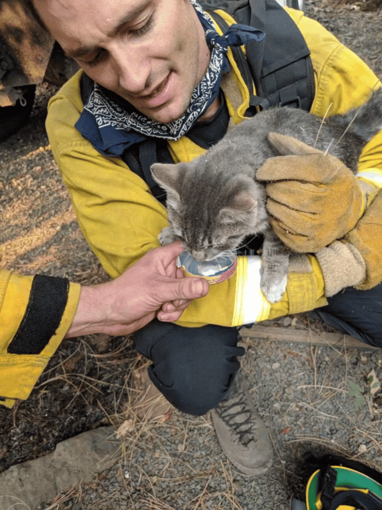 A cat rescued from a wildfire becomes quick friend of the man who saved him 4