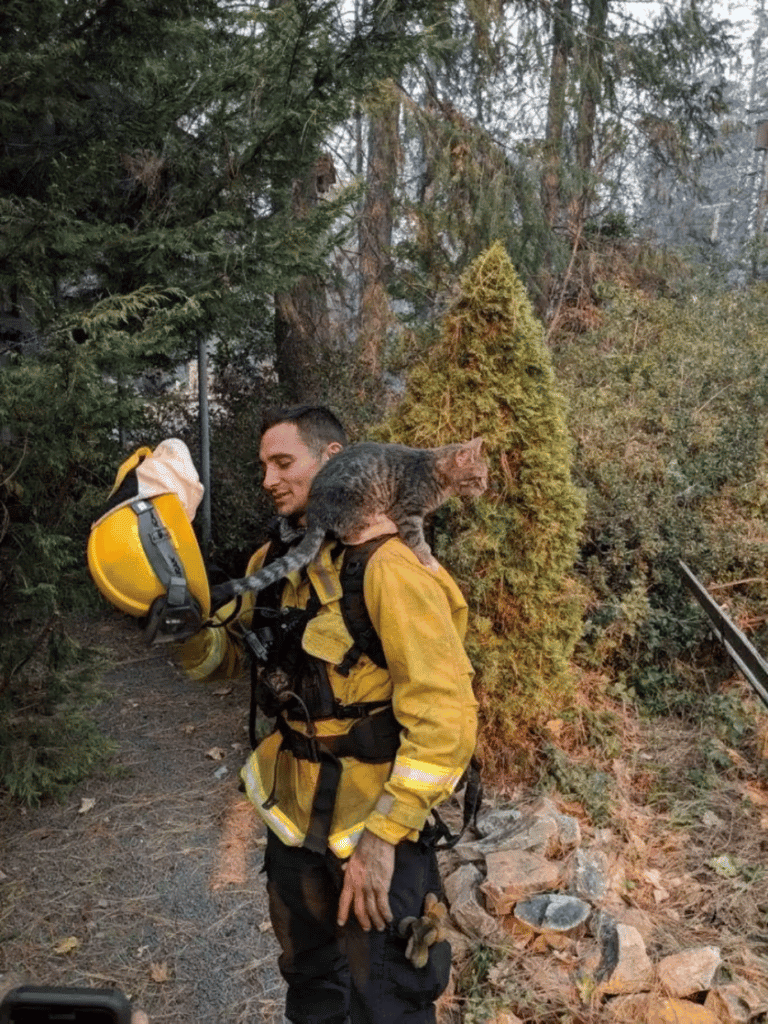 A cat rescued from a wildfire becomes quick friend of the man who saved him 5