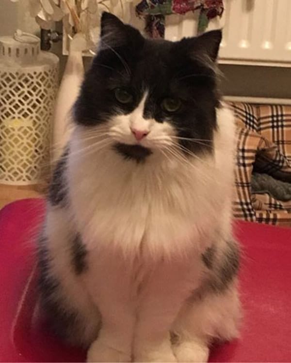 A cat that had been missing for three weeks was found 1