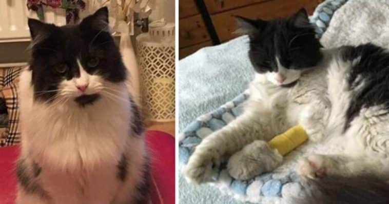A cat that had been missing for three weeks was found 3