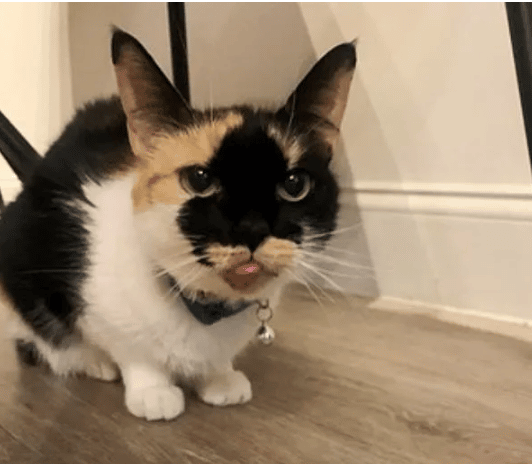 A family ready to help finds a cat with a black mark on its face 2