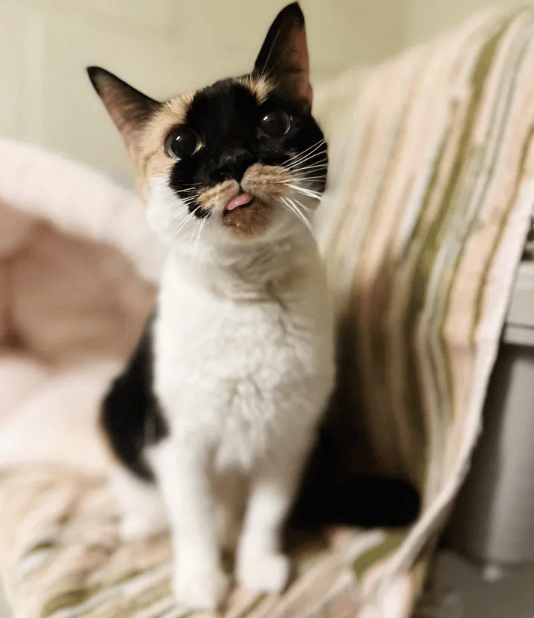 A family ready to help finds a cat with a black mark on its face 3