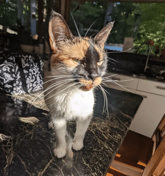 A family ready to help finds a cat with a black mark on its face 6