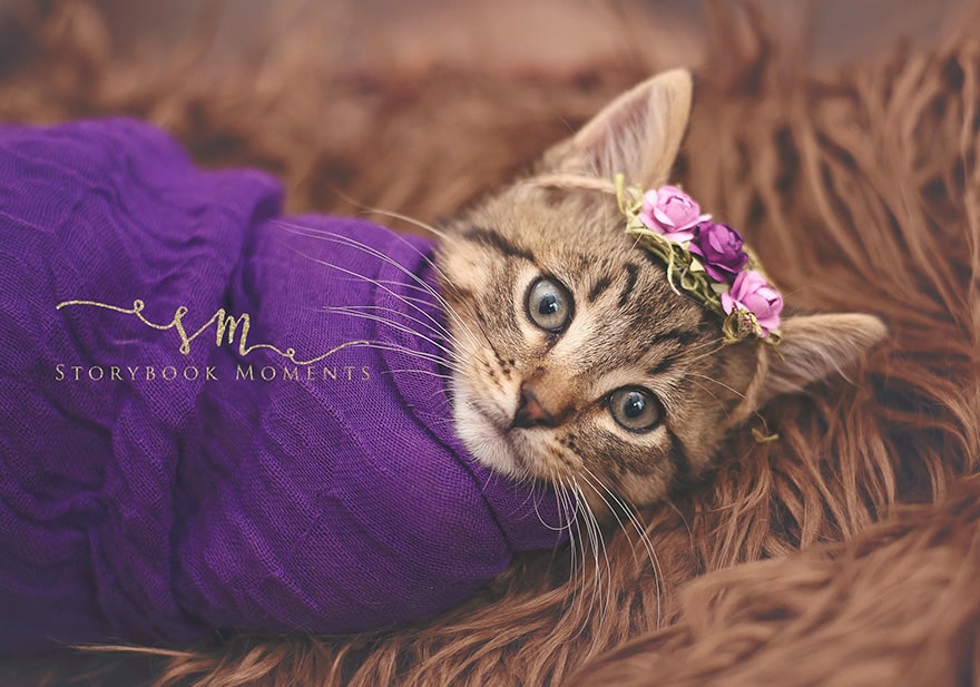 A family takes the cutest photos of a newly adopted kitten 1