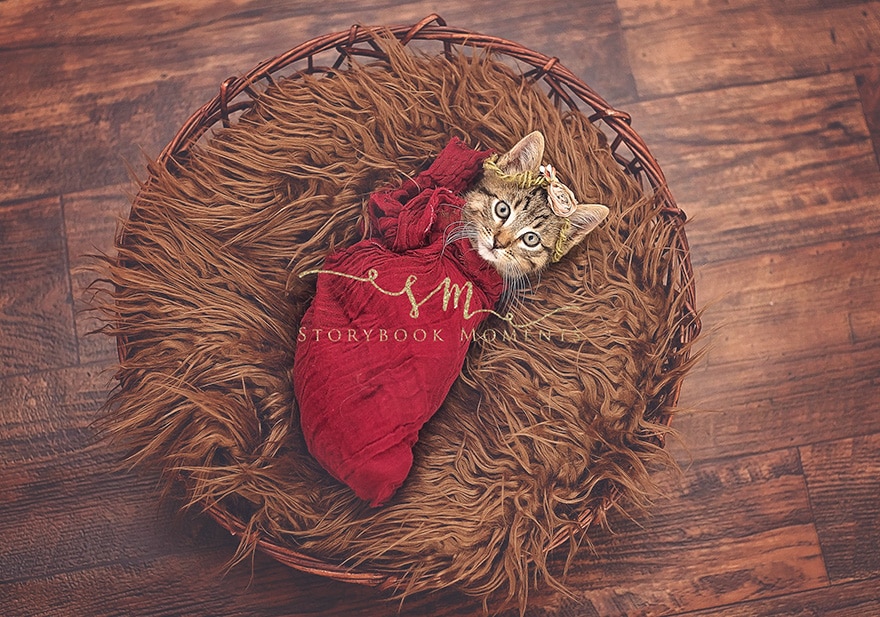 A family takes the cutest photos of a newly adopted kitten 2