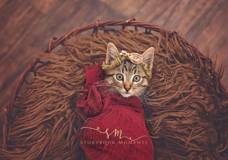 A family takes the cutest photos of a newly adopted kitten 3